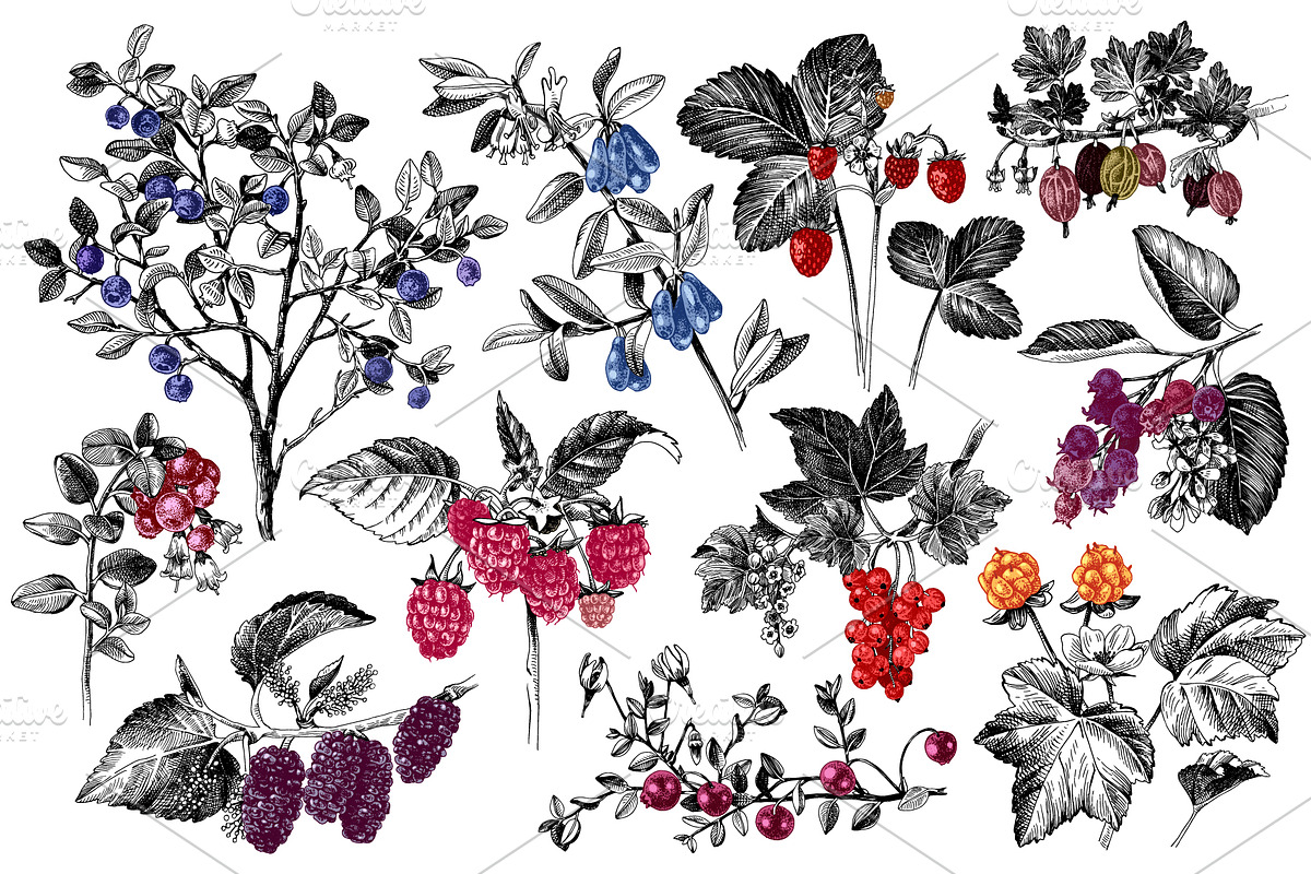 Fresh berries, a Food Illustration by handsketched (Photo 13 of 21)