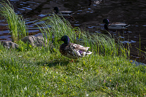 A mallard drake on the bank, an Animal Photo by Schreibikus