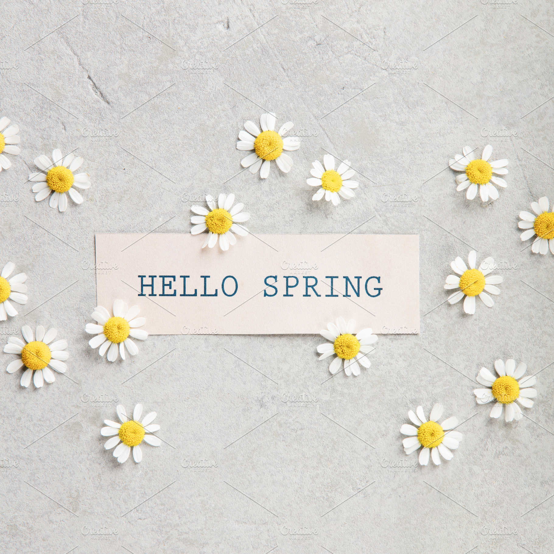 Hello Spring Card with Chamomile Daisies on Minimal Background, a Holiday Photo by Natalia Klenova's Shop
