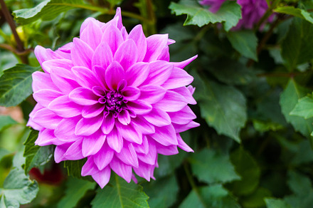 Dahlia flower in the garden