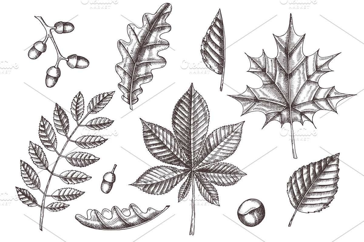 Autumn leaves. Vector Collection, an Illustration by Tabiti (Photo 2 of 9)