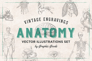 Anatomy Engravings Set