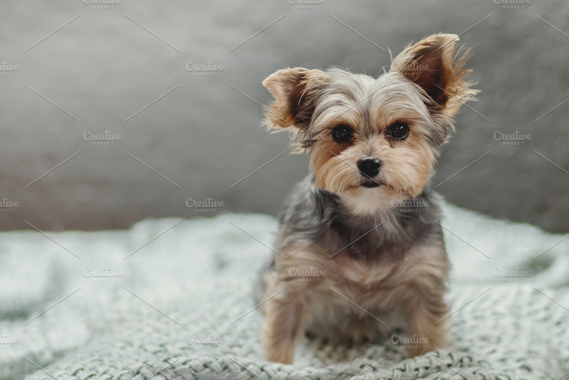 Puppy on a Blanket., an Animal Photo by René Jordaan Photography