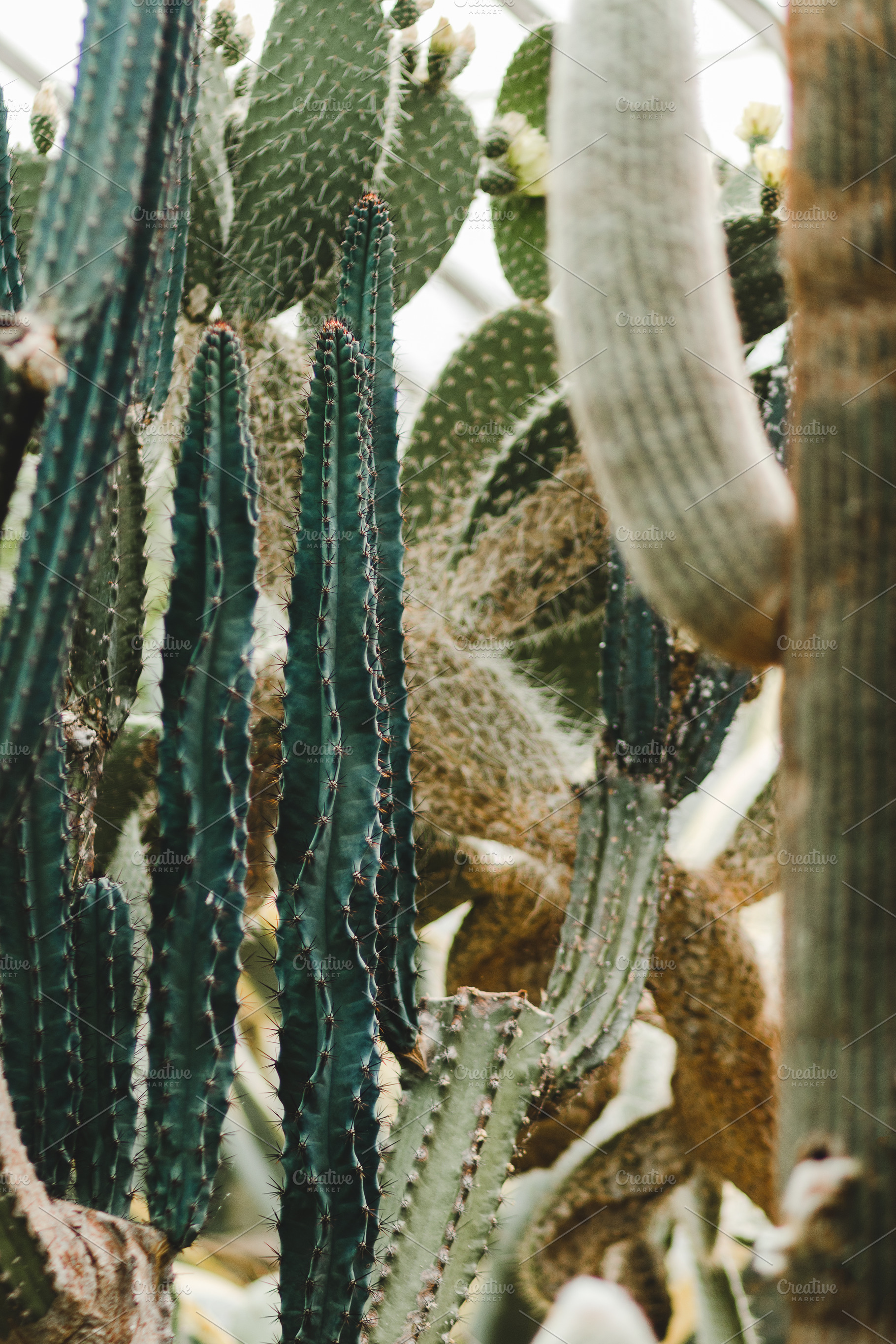 Minimalist Cactus Plant Portrait, a Nature Photo by René Jordaan Photography