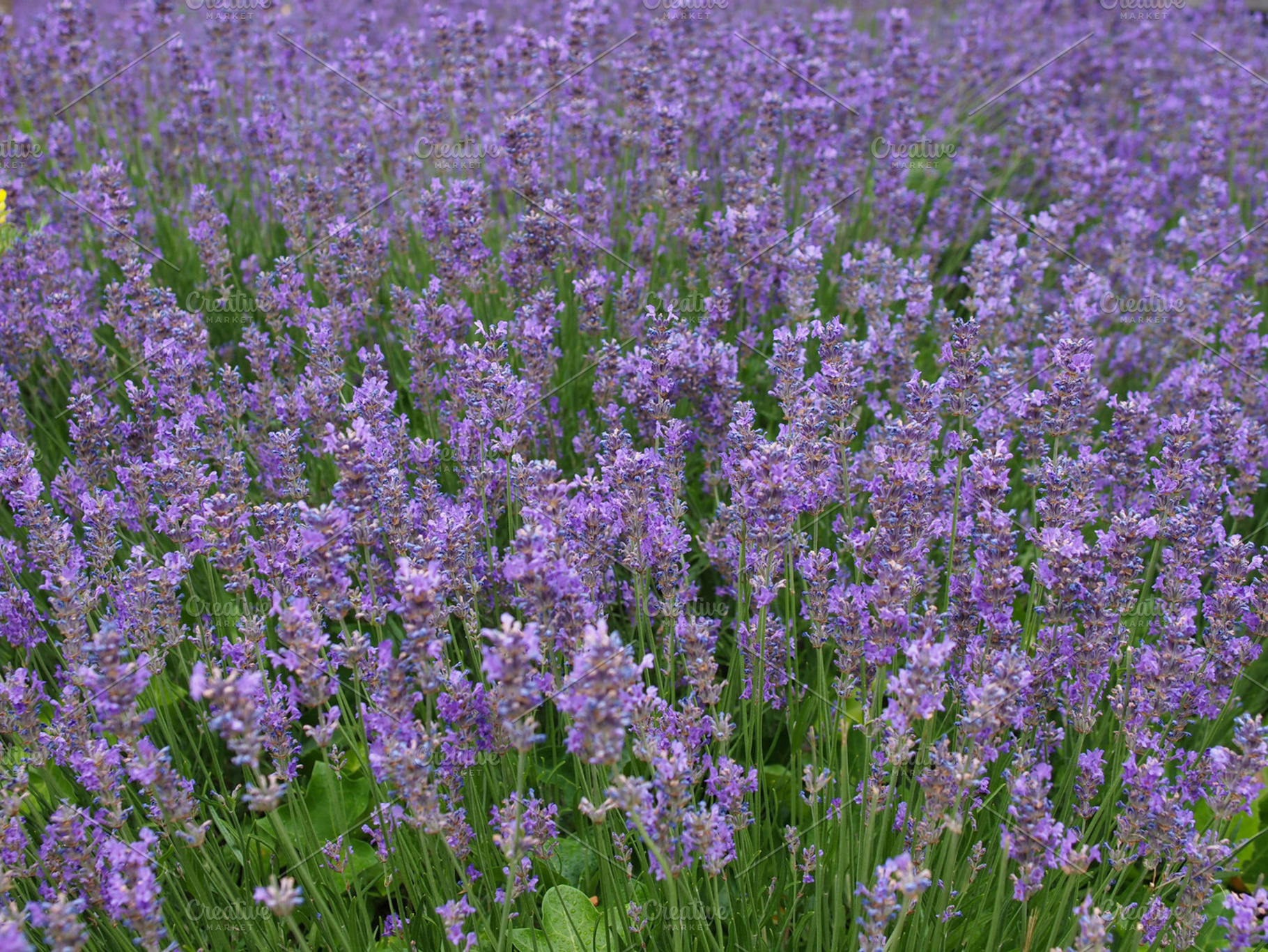 Lavender featuring nature, plant, and flora