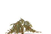 Withered potato tuber 2, an Environmental 3D Model by AndrewWhite (Thumbnail 6 of 10)