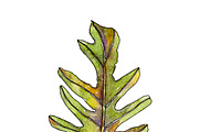 Watercolor palm leaves clipart, an Illustration by Watercolor_Vector Graphic (Thumbnail 13 of 15)