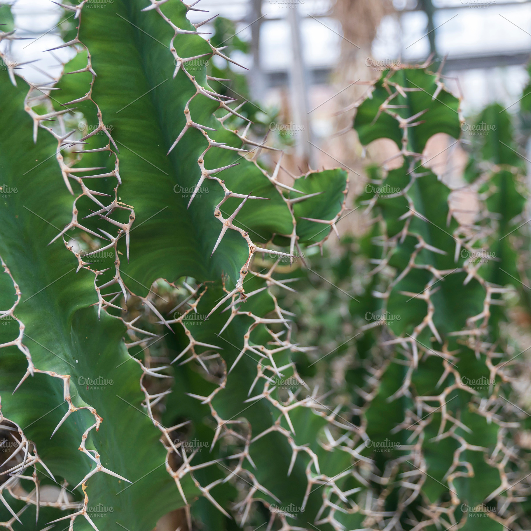 Euphorbia virosa, a Nature Photo by Imaginarium