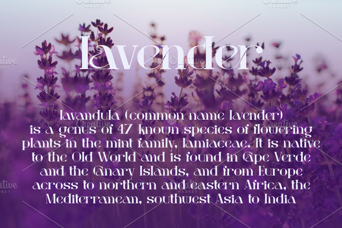 Lavender font luxuri, a Serif Font by DreamColor (Photo 4 of 5)