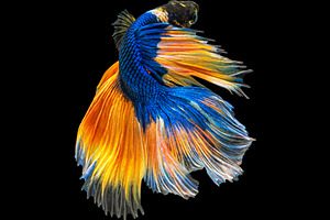 Movement beautiful of colorful siame
