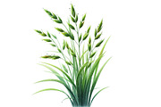 Watercolor Grass Clipart, an Illustration by Designking (Thumbnail 2 of 4)