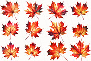 Watercolor Autumn Leaf Clipart, an Illustration by OK Design (Thumbnail 2 of 5)