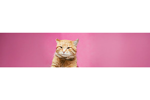 Adorable Cat Posing Against a, an Animal Photo by Our Amazing World