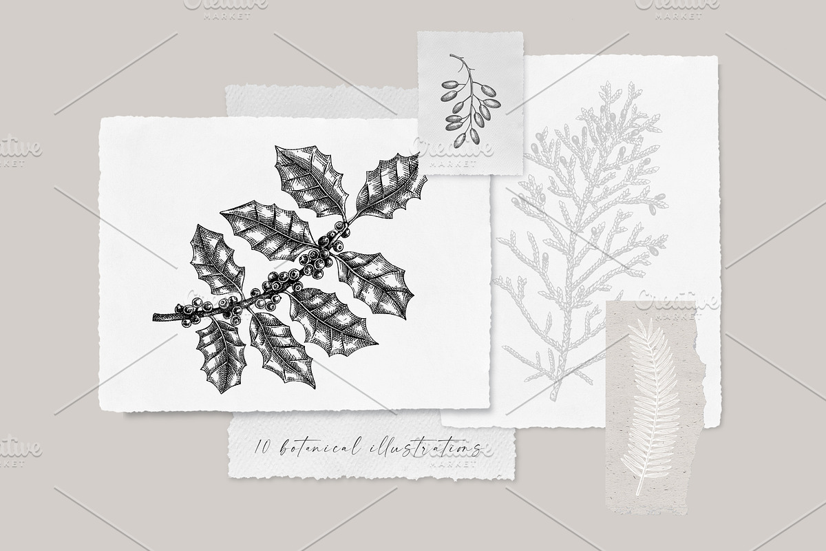 Winter Plants Set. Christmas Designs, a Seasonal Illustration by Yevheniia (Photo 11 of 13)