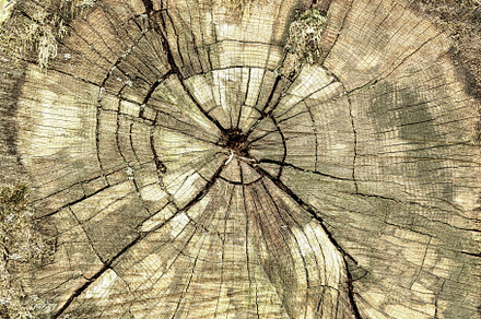 Close up textured detail of a tree stump with growth ring pattern and cracks re