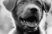 Adorable Puppy with open mouth, an Animal Photo by Fardosai Studio (Thumbnail 1 of 2)