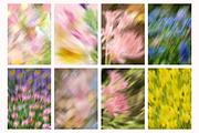 +38 Petal Haze Dreamy Blurred Flower, a Background Graphic by The Journey Atelier (Thumbnail 10 of 17)