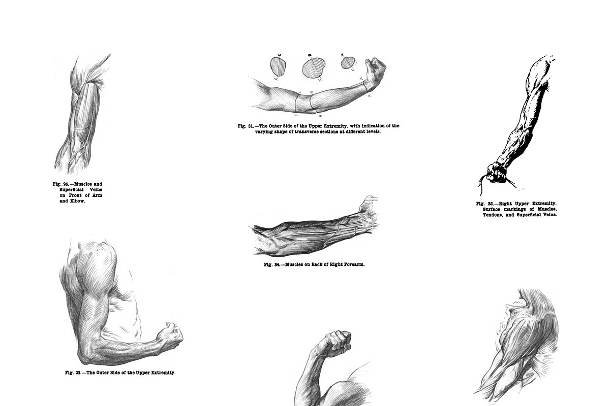 Human Anatomy Collection, a Person Illustration by cascoly