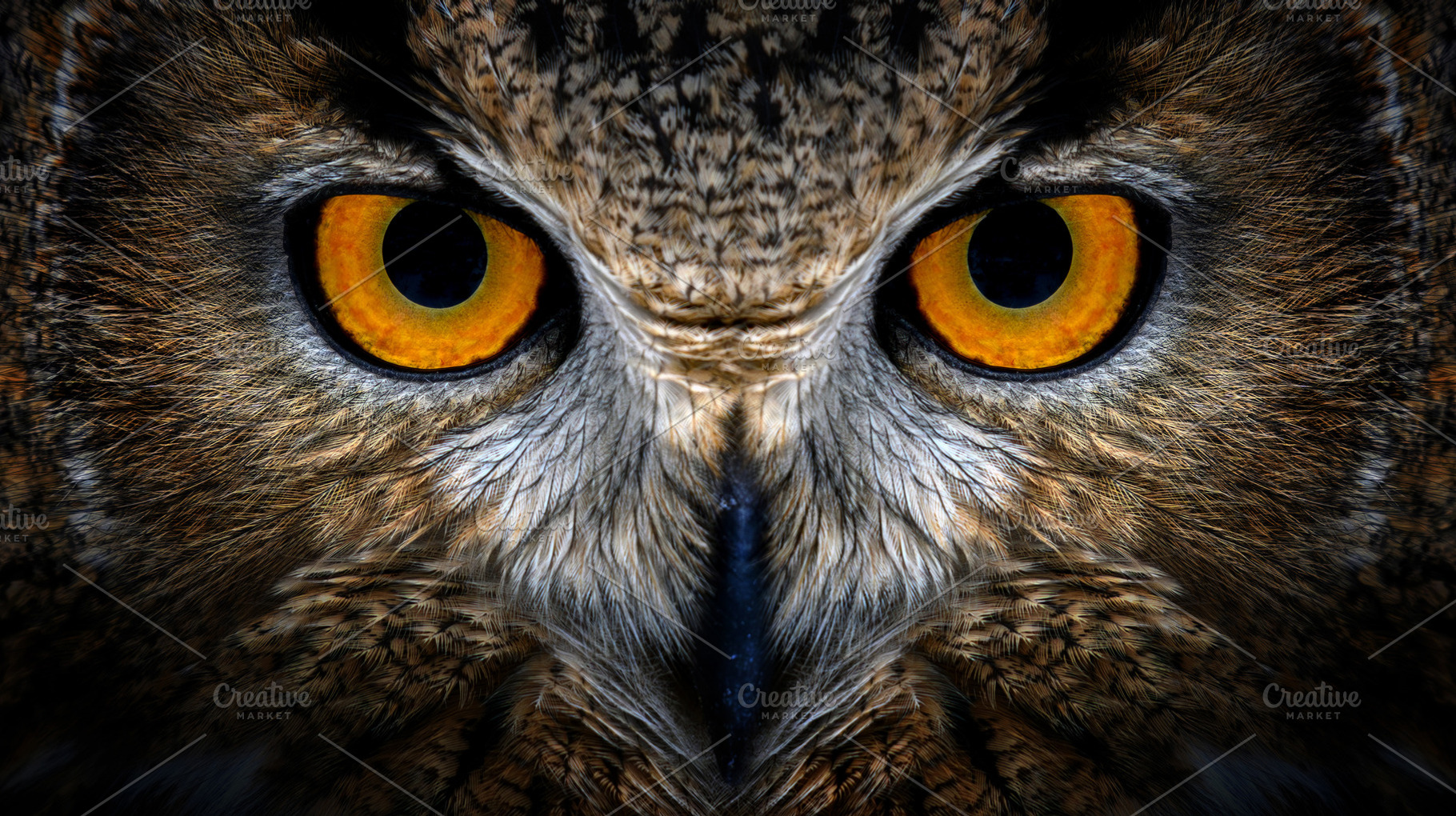Owl looking big eyes out of the darkness close, an Animal Photo by Byrdyak