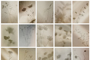 Diaphane - Blurry Floral Backgrounds, a Background Graphic by alonahaidash (Thumbnail 11 of 16)