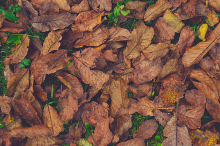 Autumn leaves background stock photo containing autumn leaves and fall leaves, a Nature Photo by PremiumCoding
