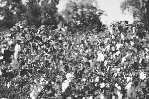 Cotton 1
