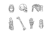 Internal Organs and Bones Symbols, an Object Graphic by Tettygreen (Thumbnail 3 of 3)
