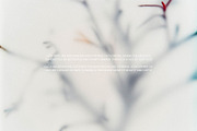 Foggy Flower Collection, a Background Graphic by nkate (Thumbnail 2 of 11)