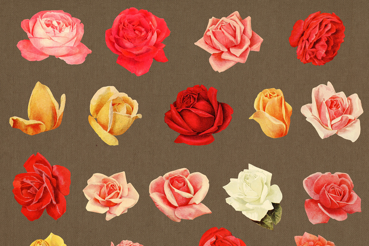 38 Vintage Rose Clip Art Graphics, an Illustration by The Digital Download Shop (Photo 2 of 3)