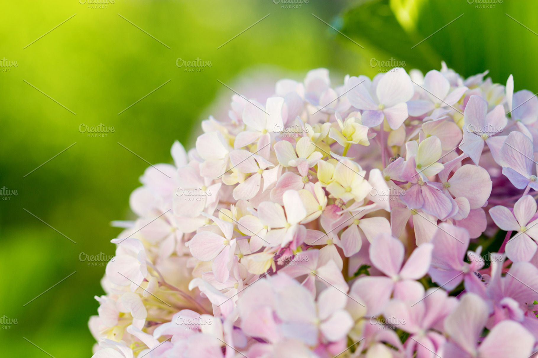 Pink hydrangea featuring hydrangea, pink, and summer, a Nature Photo by Maria Dattola Photography