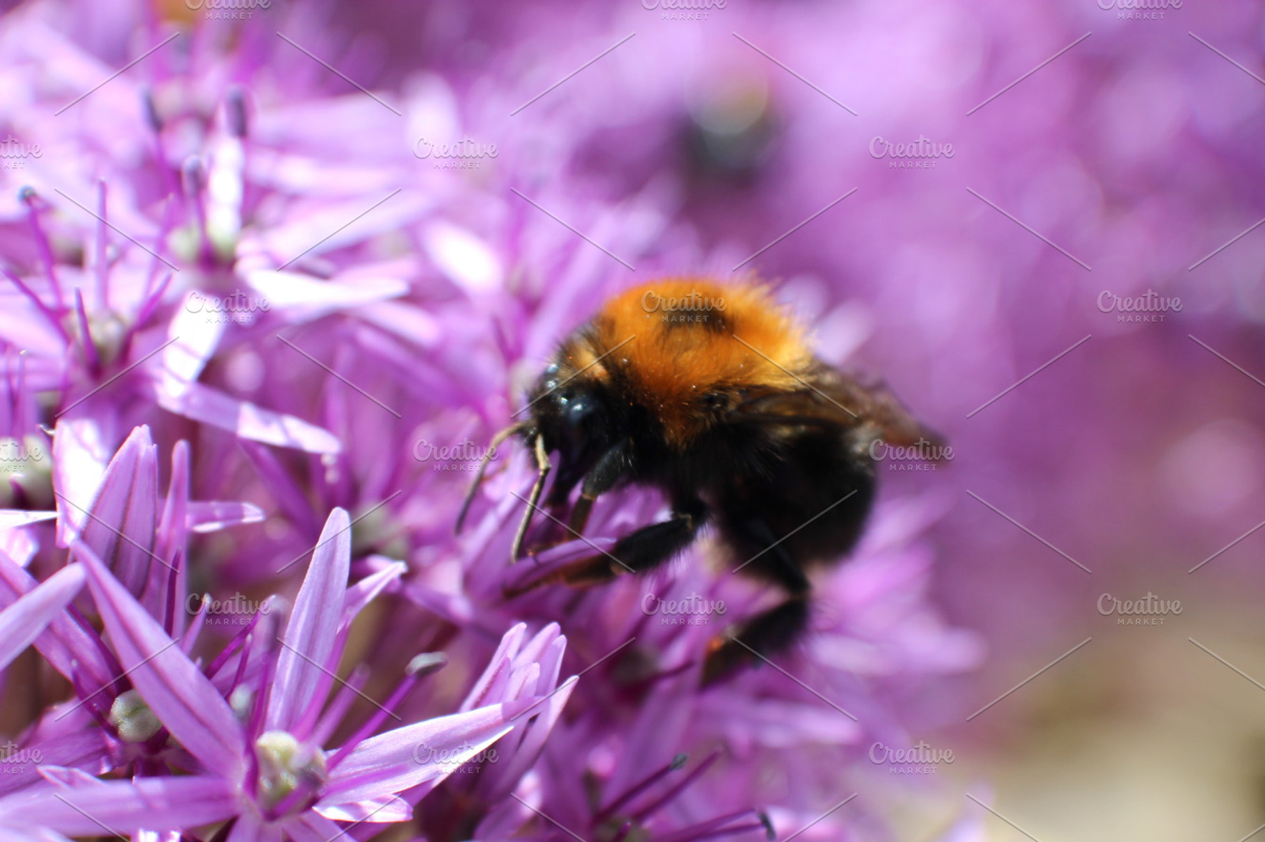 Bumblebee on purple flower featuring bumblebee, bee, and wasp