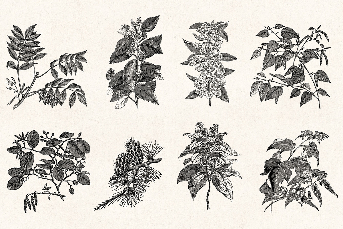 Leaves & Twigs Vintage Illustrations, an Illustration by Graphic Goods (Photo 2 of 10)
