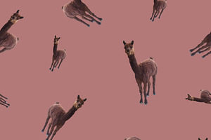 pattern,seamless  with a llama