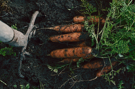 Organics carrots