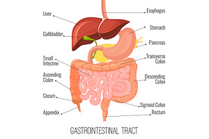 Gastrointestinal tract. Human