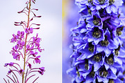 22 stock photos set. Nature, flowers, a Nature Photo by pictures for you (Thumbnail 3 of 6)