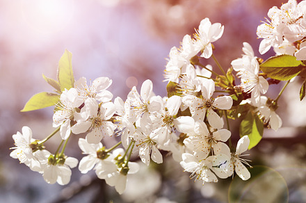 Cherry blossom stock photo containing cherry and flower preview 6
