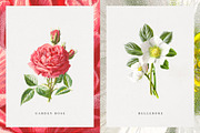 Vintage Flower Illustrations, an Illustration by Greta Ivy (Thumbnail 4 of 8)