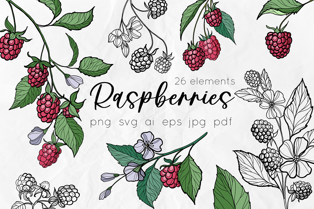 Raspberry | Line art & Color vector, a Decorative Illustration by Dervik Art Store (Photo 1 of 8)