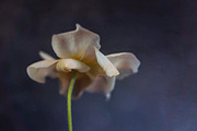 Wildflower II, a Nature Photo by M.Pellot Photography (Thumbnail 2 of 2)