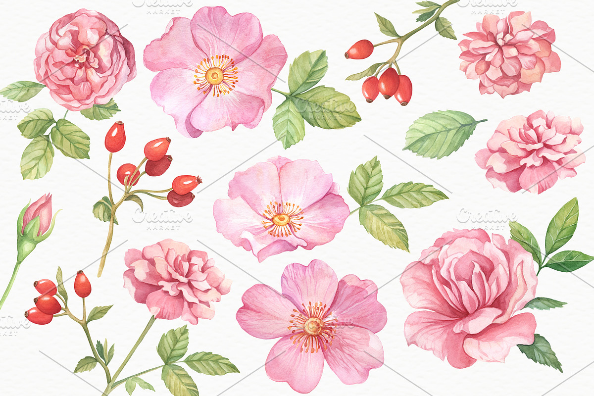 Wild Roses Watercolor Set, a Decorative Illustration by Irina Diasli (Photo 4 of 9)