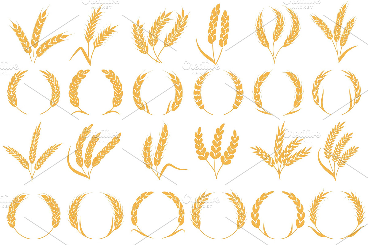 Wheat or barley ears. Golden grains, a Food Illustration by YummyBuum