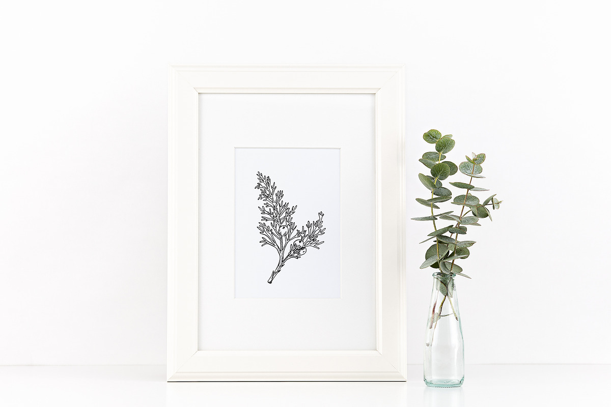 Spice Plants Collection, an Illustration by Evgeniia Lanskikh (Photo 11 of 11)