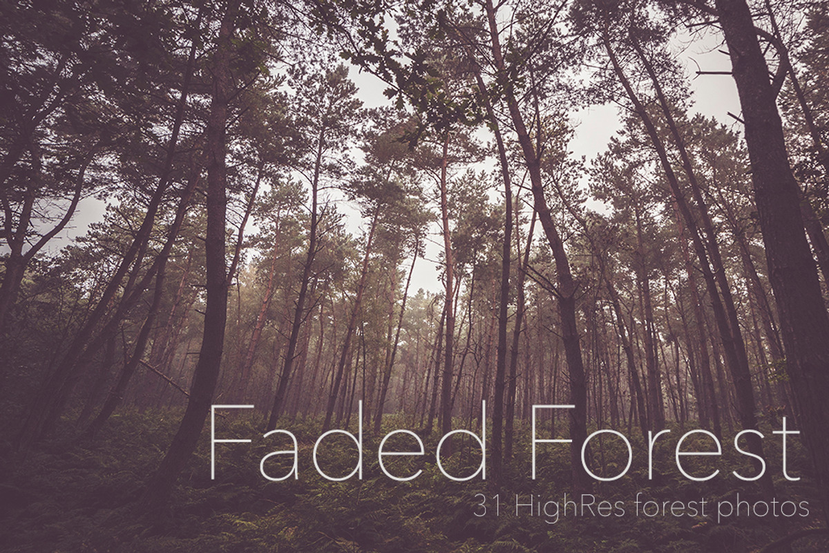 Faded Autumn Forest 31 Photo Pack preview 6
