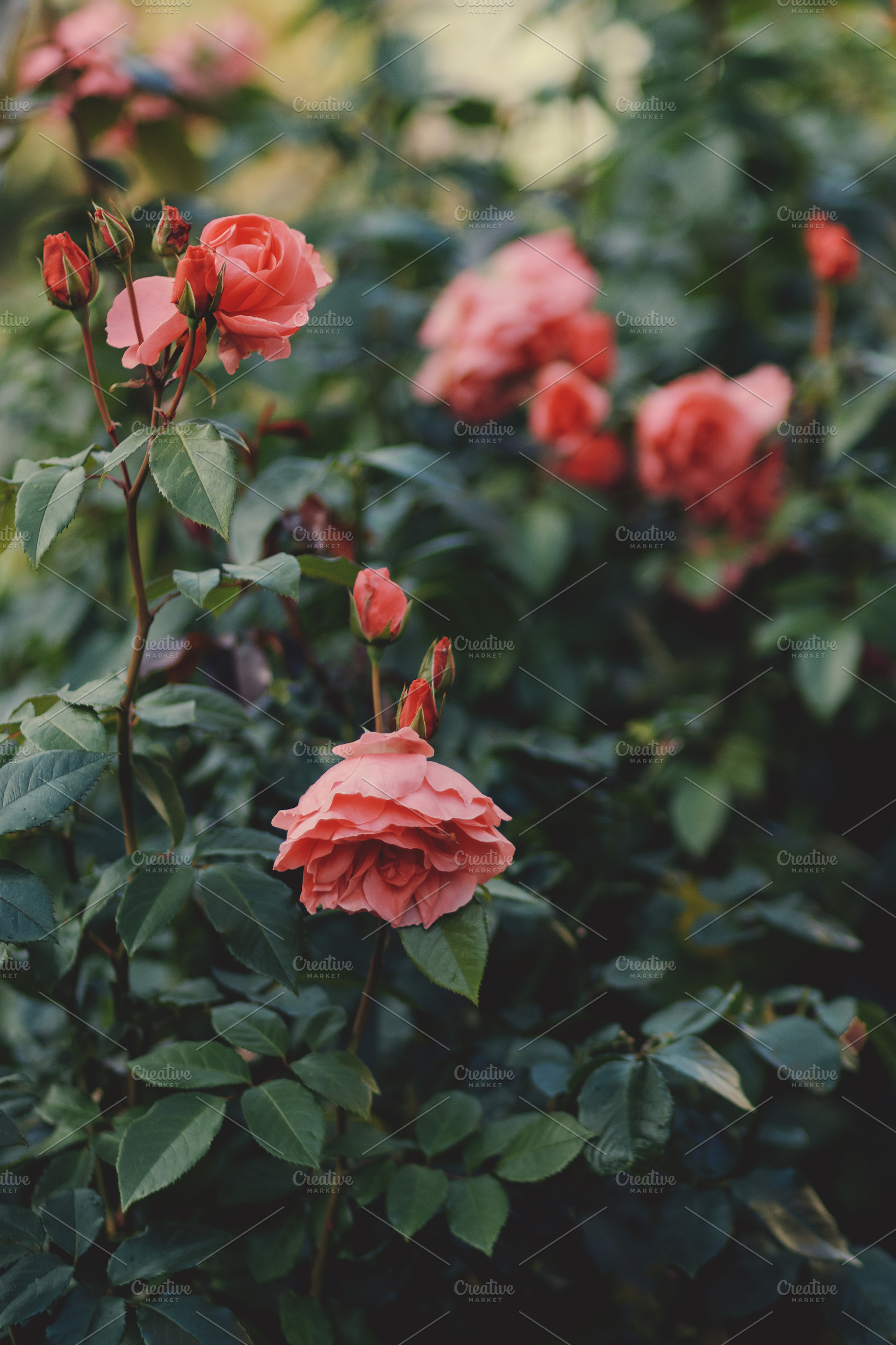 English Peach Roses Photo, a Nature Photo by René Jordaan Photography