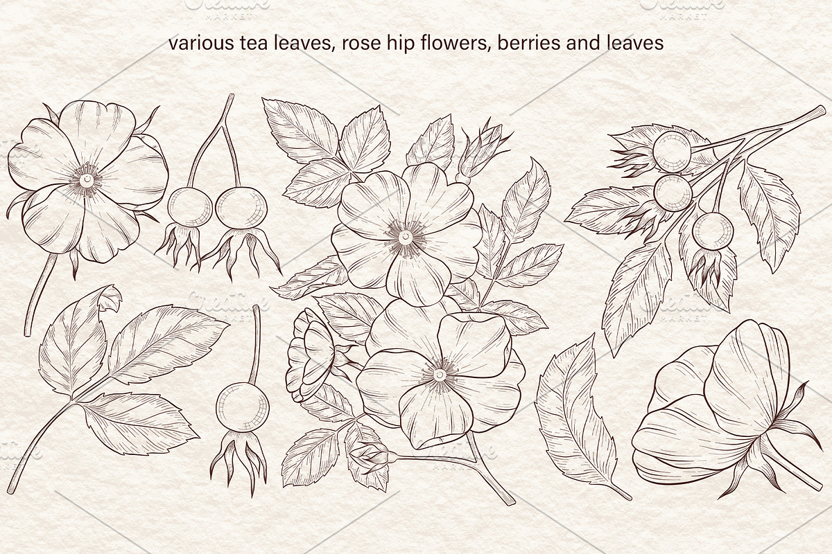 Tea Time With Rose Hip Vector, a Decorative Illustration by Milla_Zelenyuk_art (Photo 3 of 5)