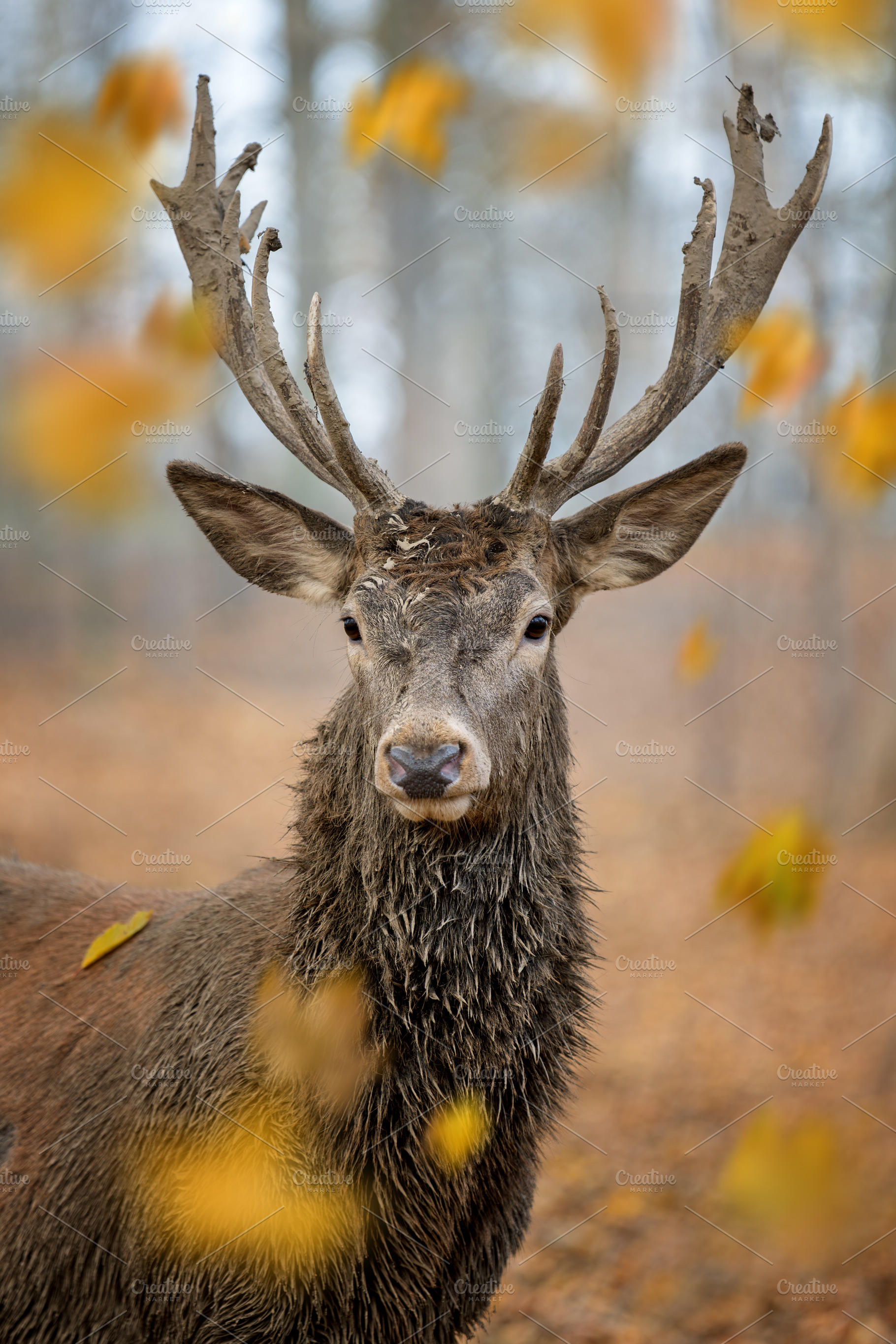 Majestic deer stands still in a forest with falling leaves during autumn mornin, an Animal Photo by Byrdyak