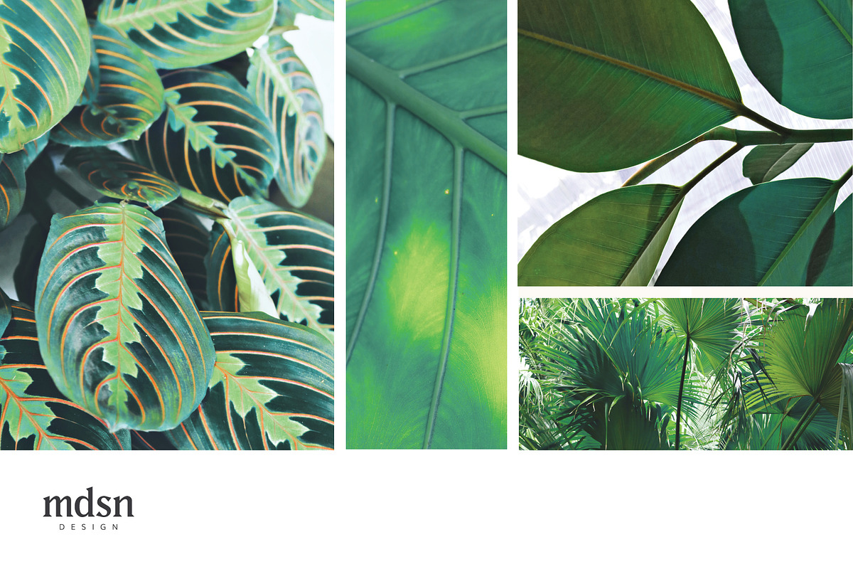 Tropic | Tropical Green Photo Bundle, a Nature Photo by MDSN Design (Photo 2 of 16)