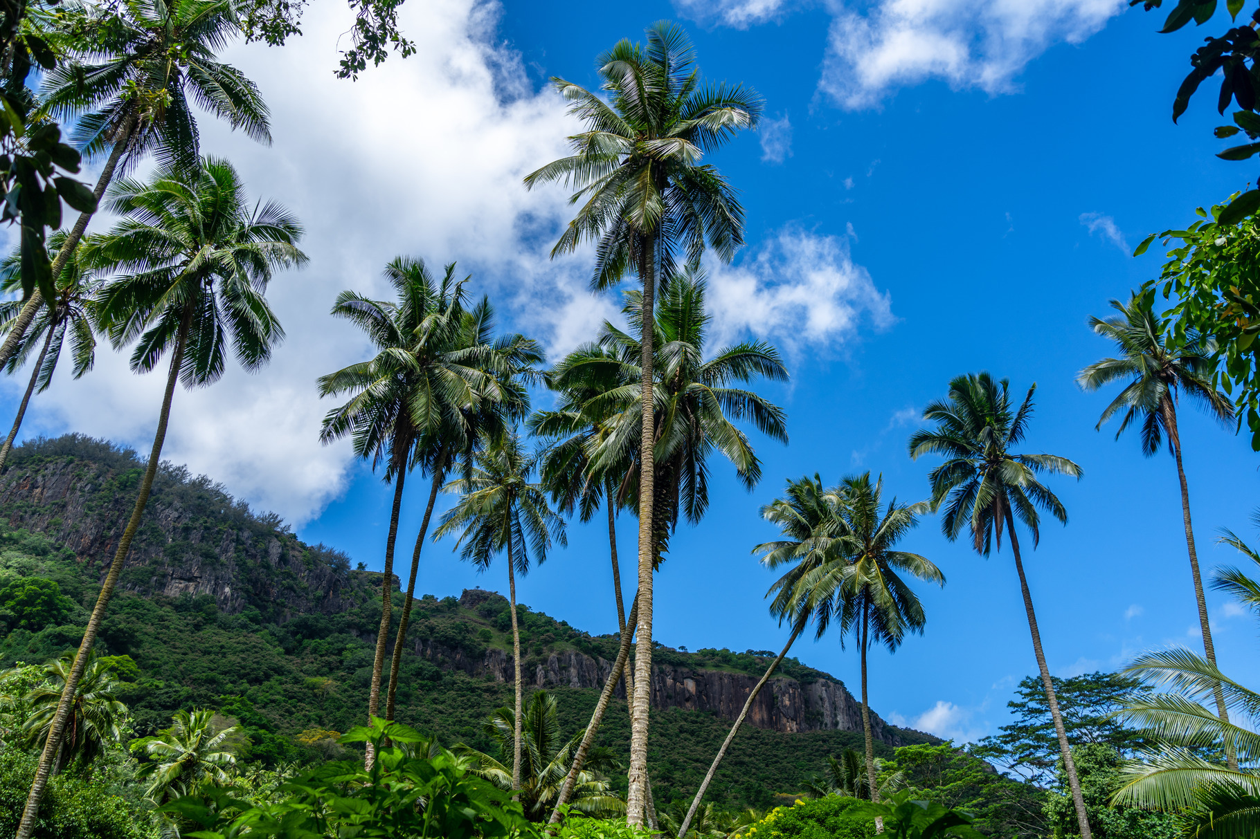 Trek to Vaipo waterfall, Hakaui Valley, Nuku Hiva, French Polyne, a ...