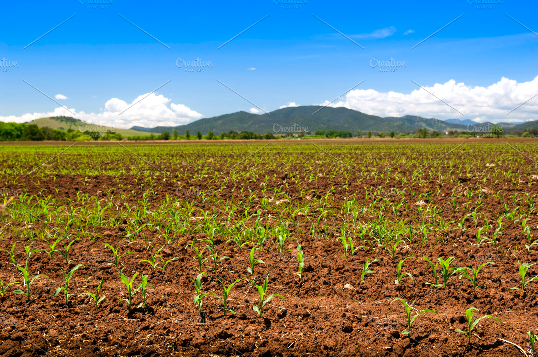 Sprouting Corn Crop, a Nature Photo by THP Creative